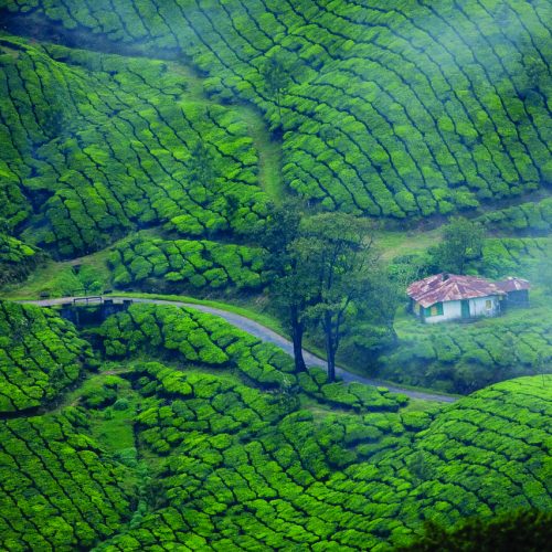 munnar-4769654_1280